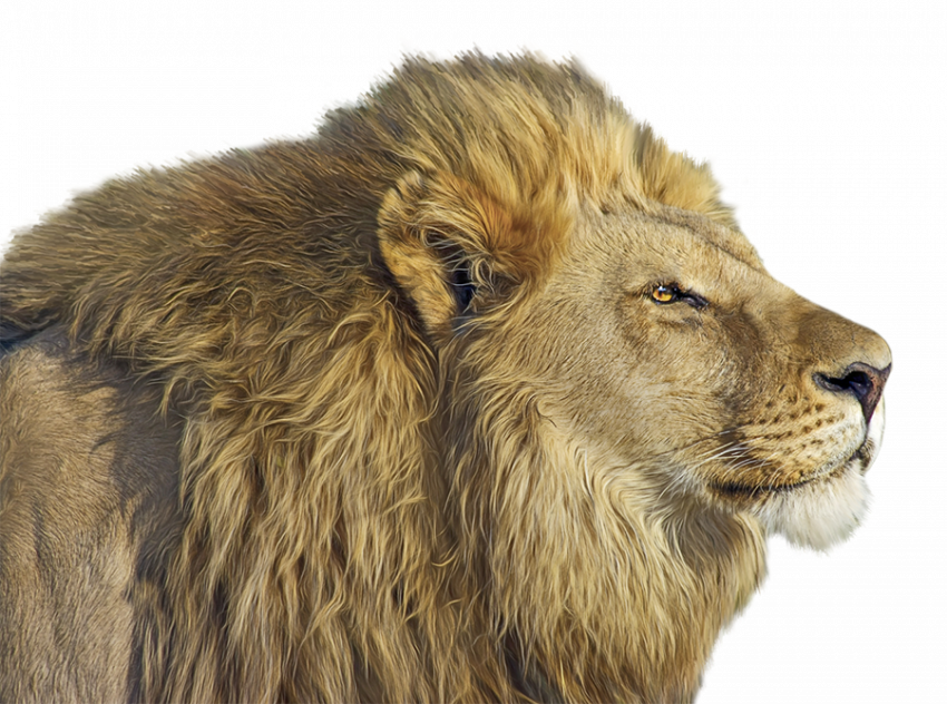 Lion transparent png image