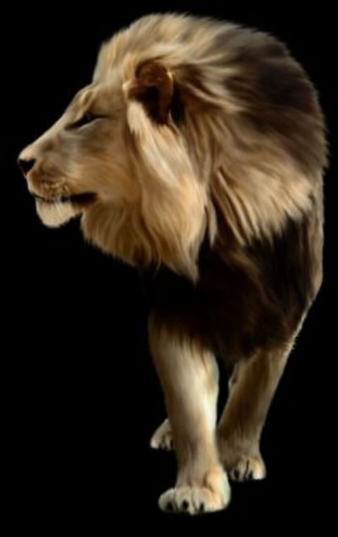 Lion transprent editing png (2)