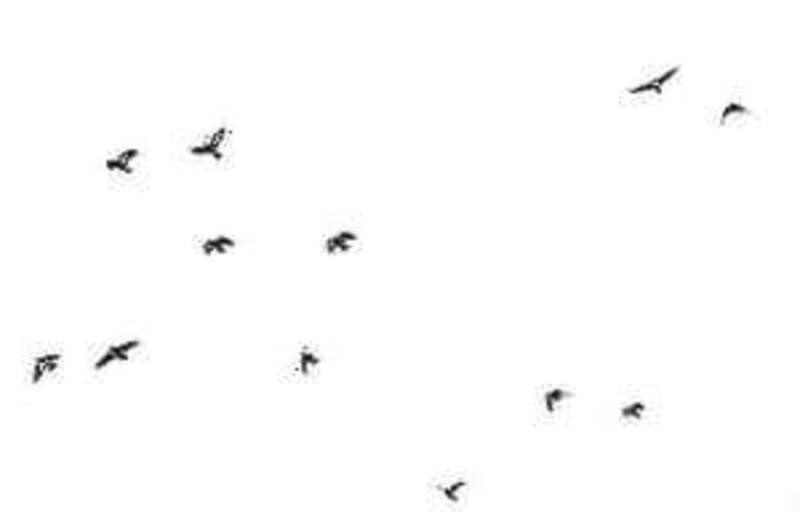 Little birds png download
