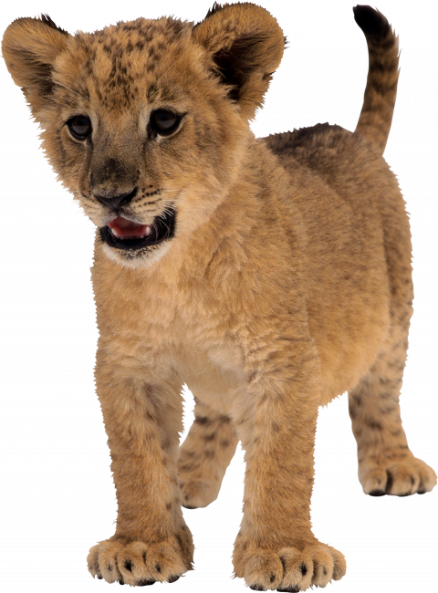 Little lion hd transparent png