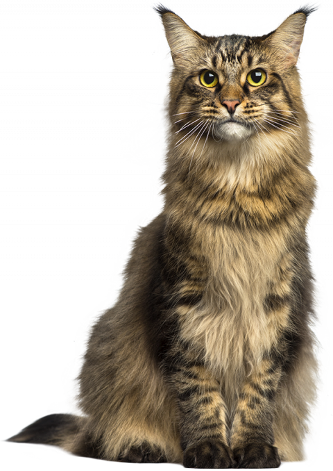 looking Cat Png Transparent Background