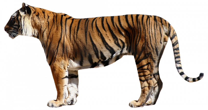 Looking tiger Tiger Transparent Background