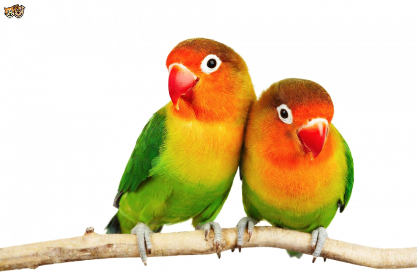 Love birds PNG Transparent Images Free Download
