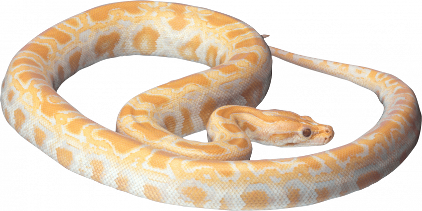 Mamba snake png (2)
