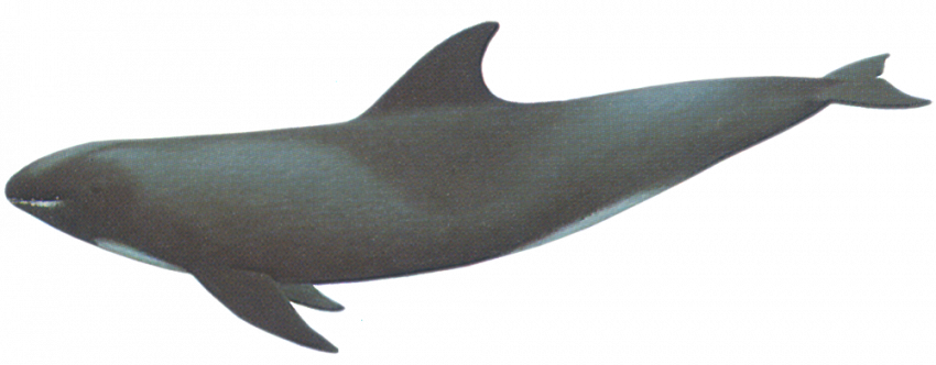 Melon headed Whale copy