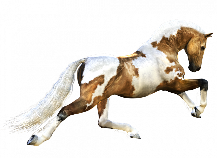 Mix colour Horse transparent png