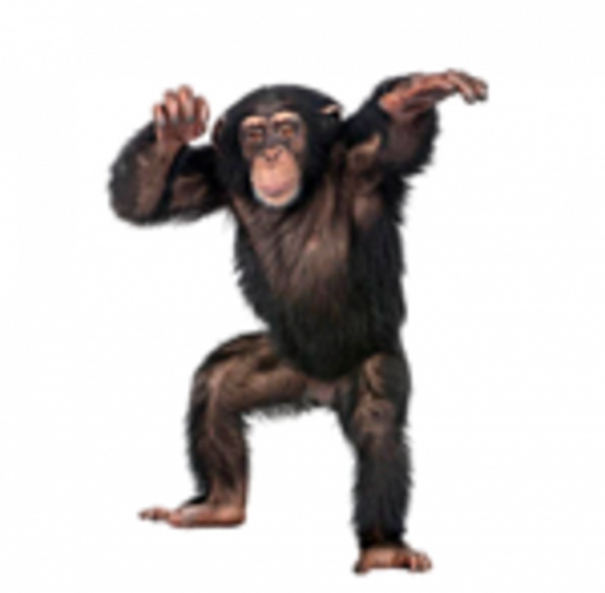 Monkey png download