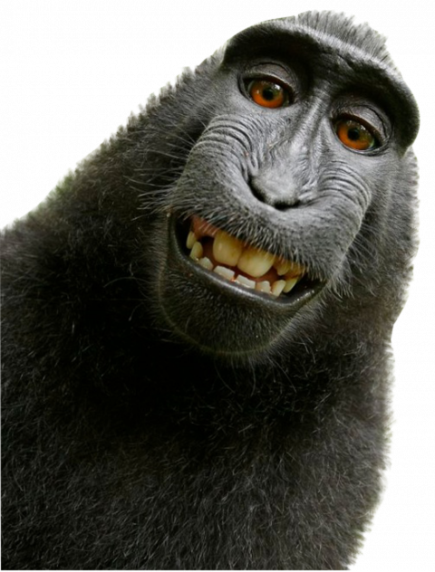 Monkey selfie transprent background png