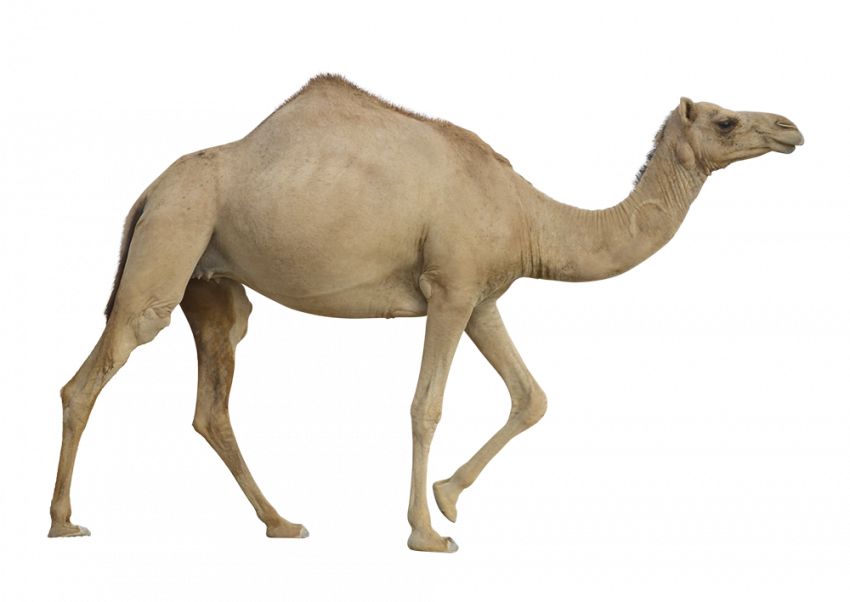 New clipart transparent camel png