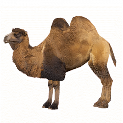 New hd camel hd png
