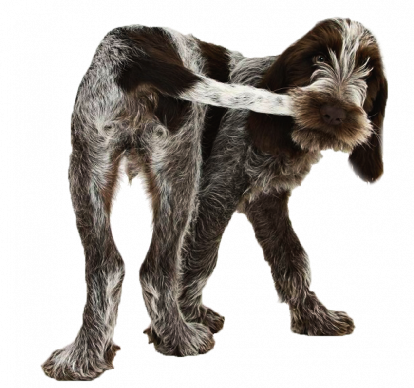 New Hd Little Dog Png Download Free (1)