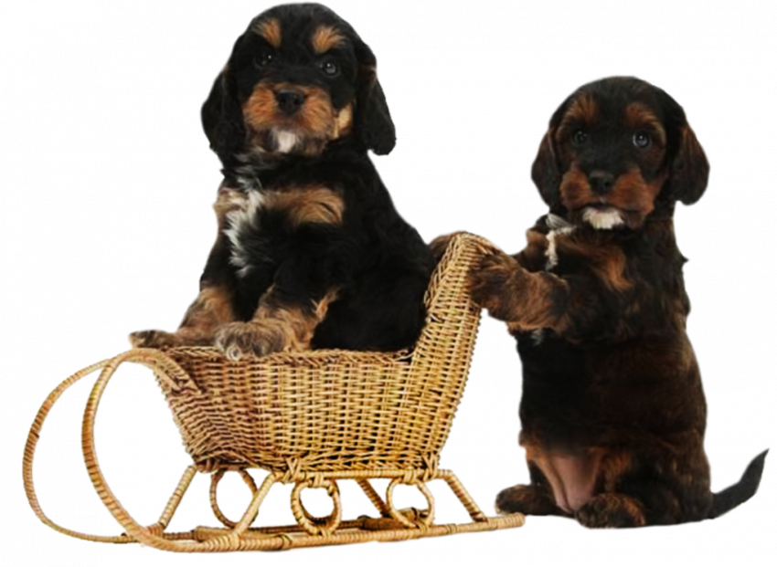 New Hd Little Dog Png Download Free (2)