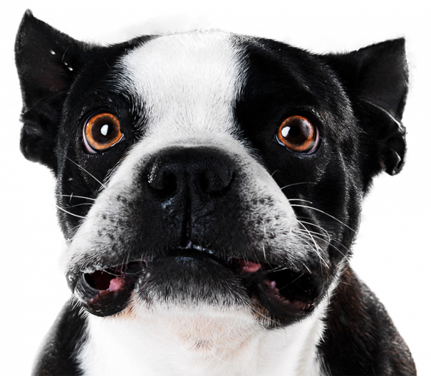 New Hd Little Dog Png Download Free (3)