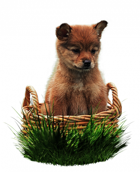 New Hd Little Dog Png Download Free