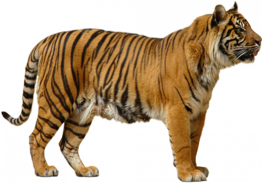 New hd tiger transparent png image