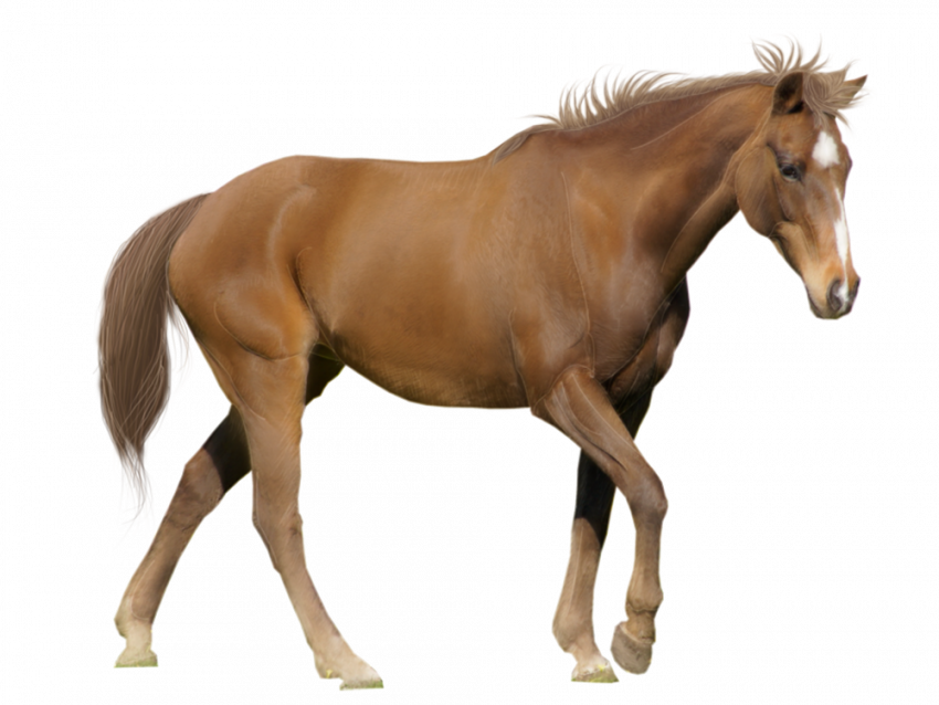 New horse png hd images