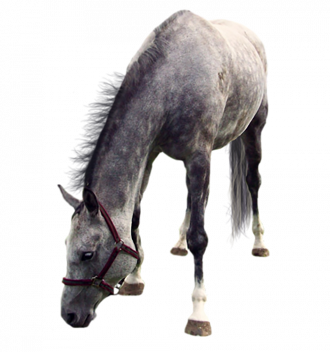 New Horse png image image with transparent background