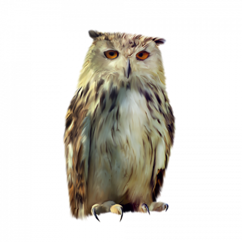 New owl png transparent background