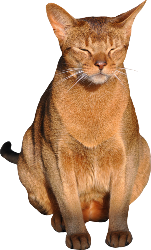 New  Transparent Background Cat Png, Png Download