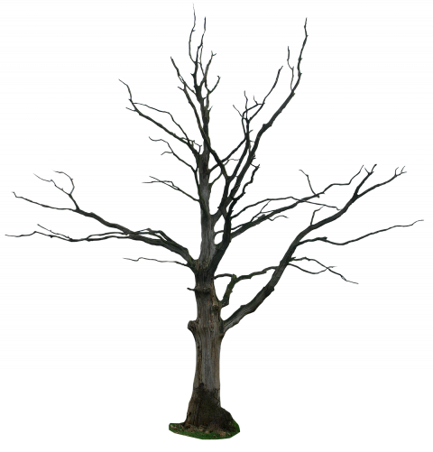 Old wood transparent png