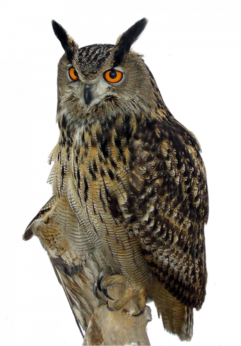 Owl PNG Clipart