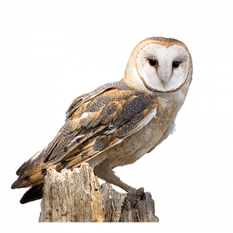 Owl transparent
