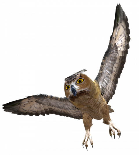 Owl transparent pic