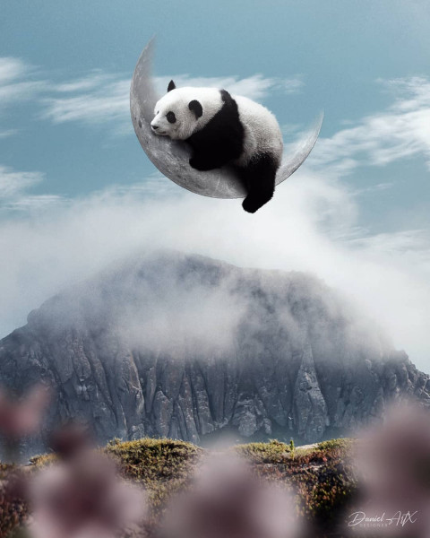 Panda  editing background