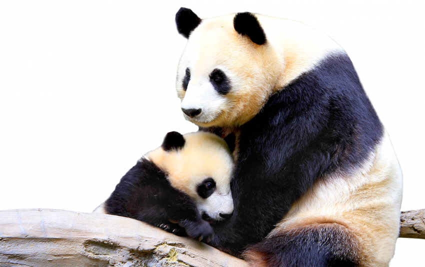 Panda PNG image