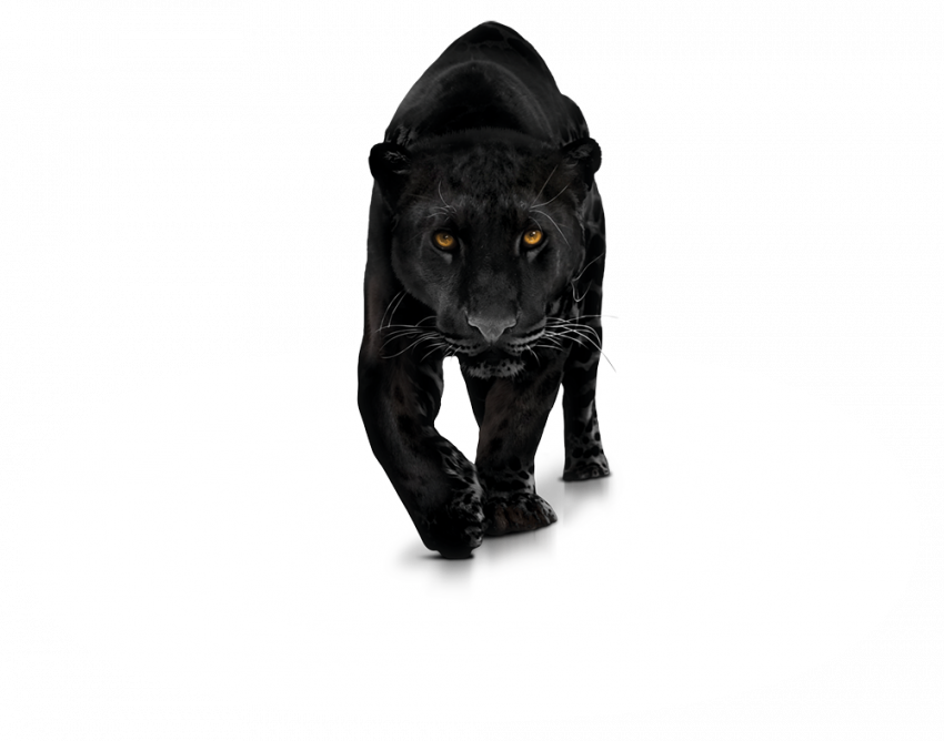 Panther Transparent PNG Photo
