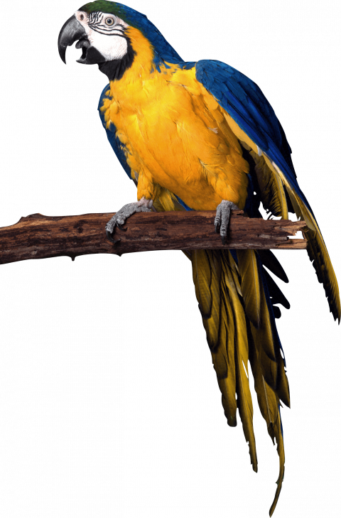 parrot png images download   hd png