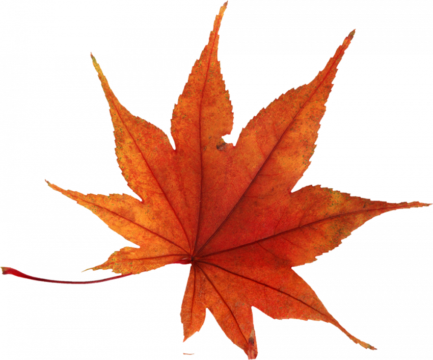 Photoshop autumn leaves png hd,Autumn leaves png images