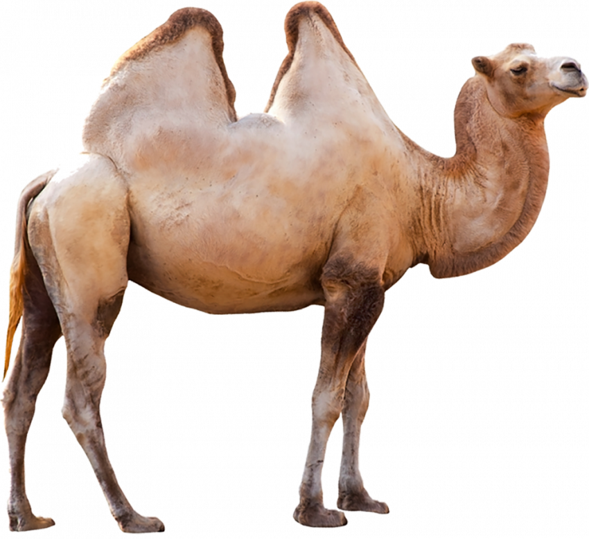 Photoshop camel hd png