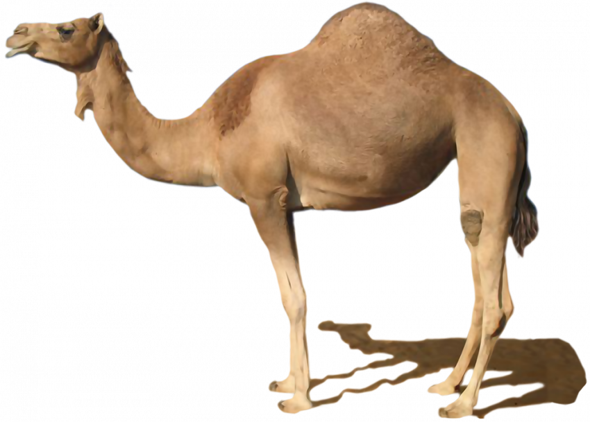 Photoshop Camel png image with transparent background