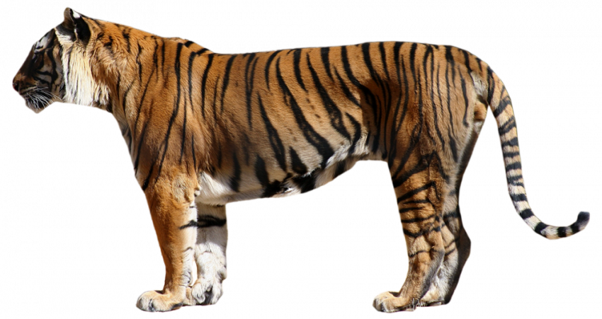 photoshop hd tiger transparent png image