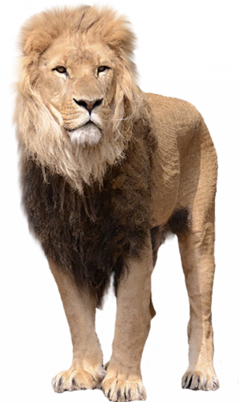 Photoshop lion hd png download