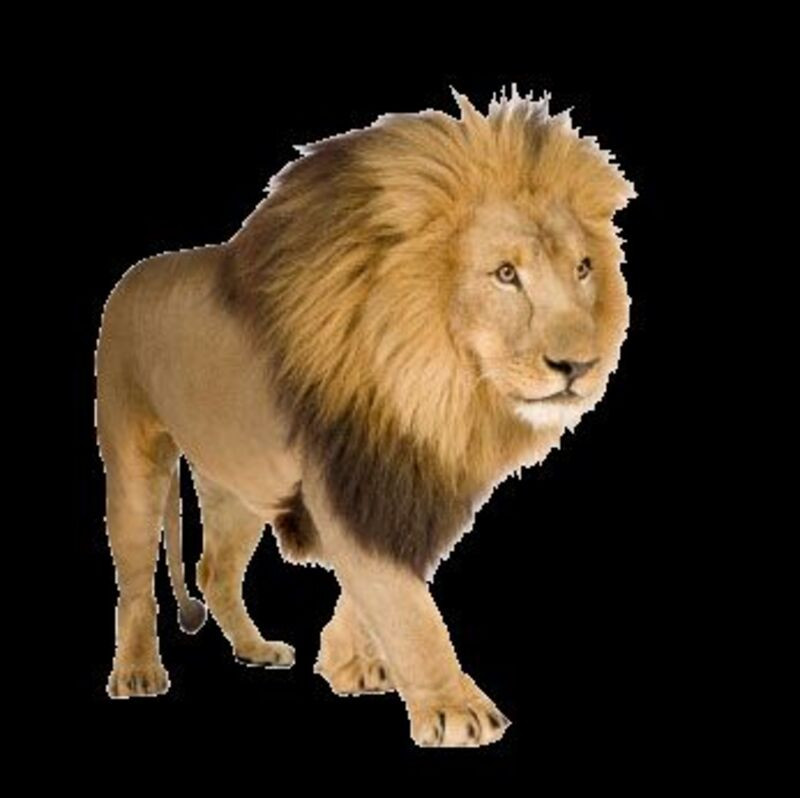 Photoshop lion png download (1)