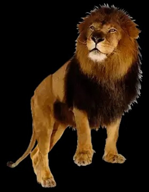 Photoshop lion png download (3)