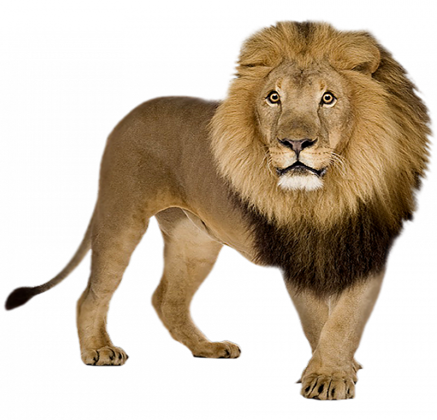 Photoshop lion transparent png image