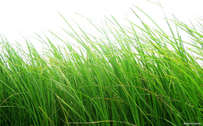 Photoshop & Picsart green grass png (1)