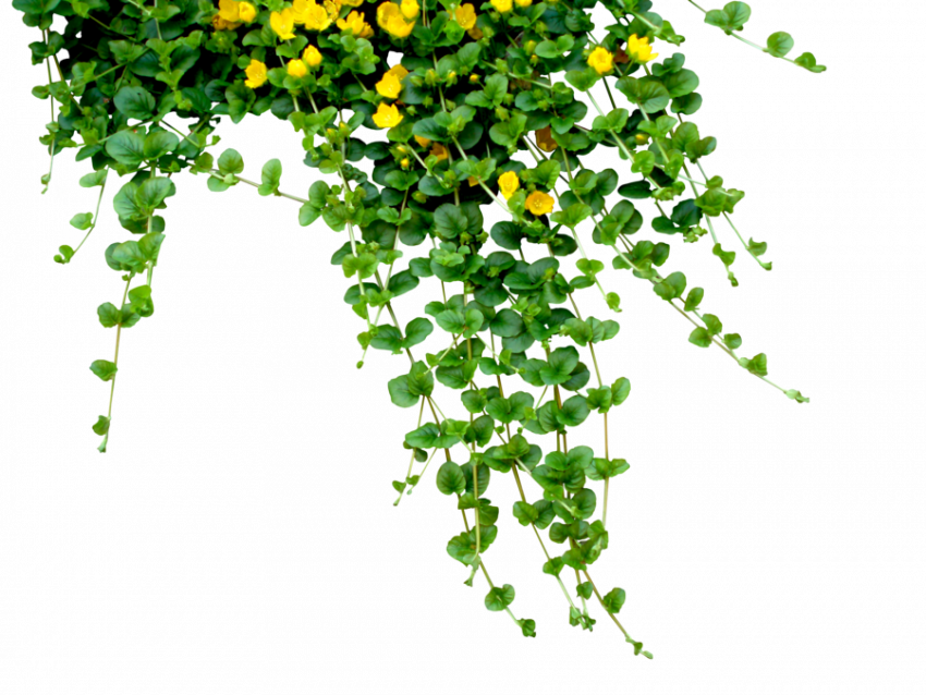 Photoshop & Picsart green grass png (2)