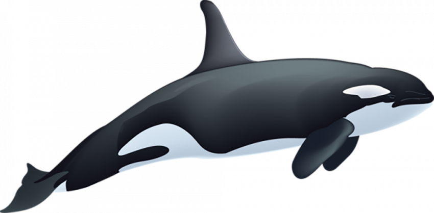 Photoshop whales hd png