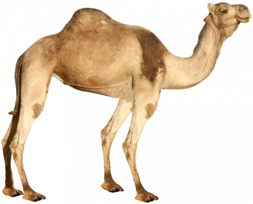 Picsart Camel png image with transparent background