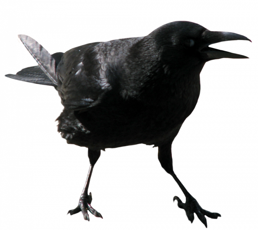 Picsart Crow transparent background