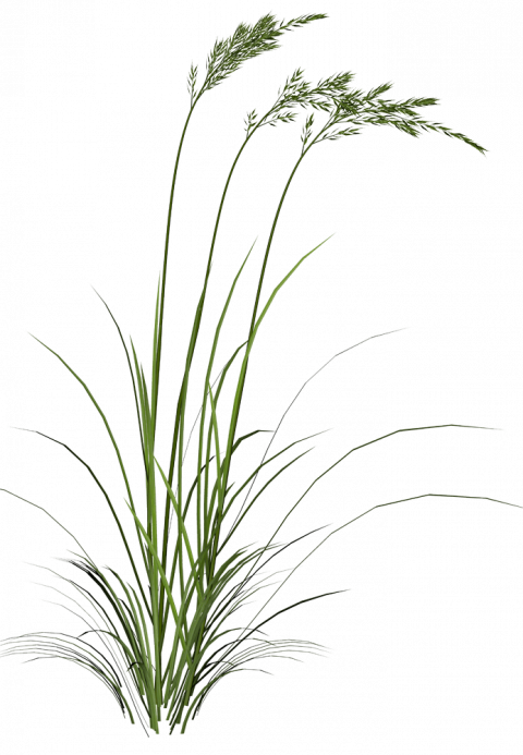 Picsart grass editing png