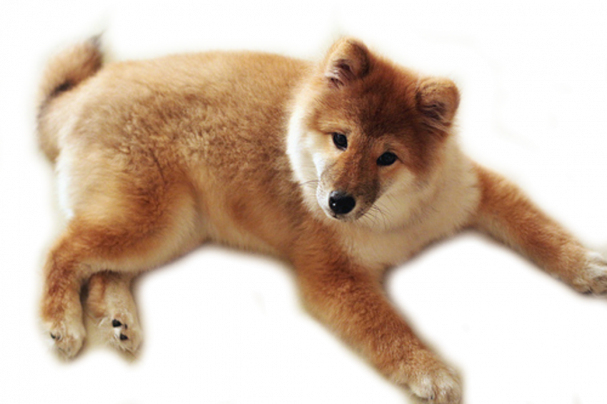 Picsart hd dog png download (2)