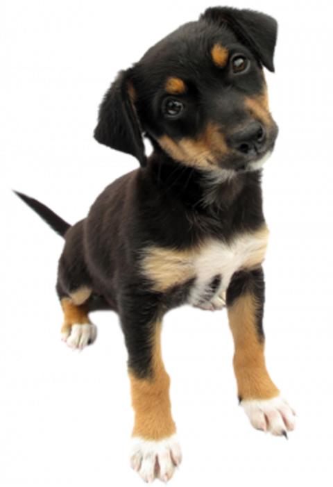 Picsart hd dog png download (4)