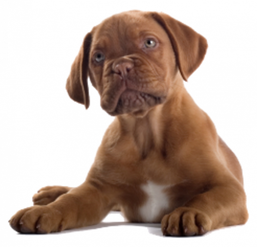 Picsart hd dog png download (5)