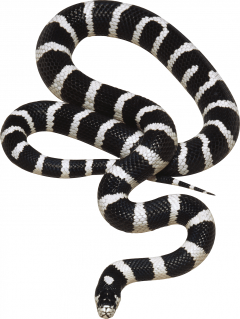 Picsart Hd snake png )