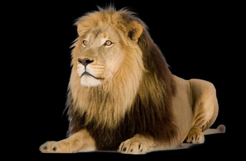 Picsart lion king png download (1)